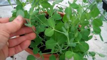 Growing and harvesting pea shoots