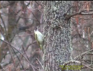 Download Video: GRÖNGÖLING  European Green Woodpecker  (Picus viridis)   Klipp - 516