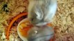 mother and baby dwarf hamster eating egg