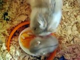 mother and baby dwarf hamster eating egg