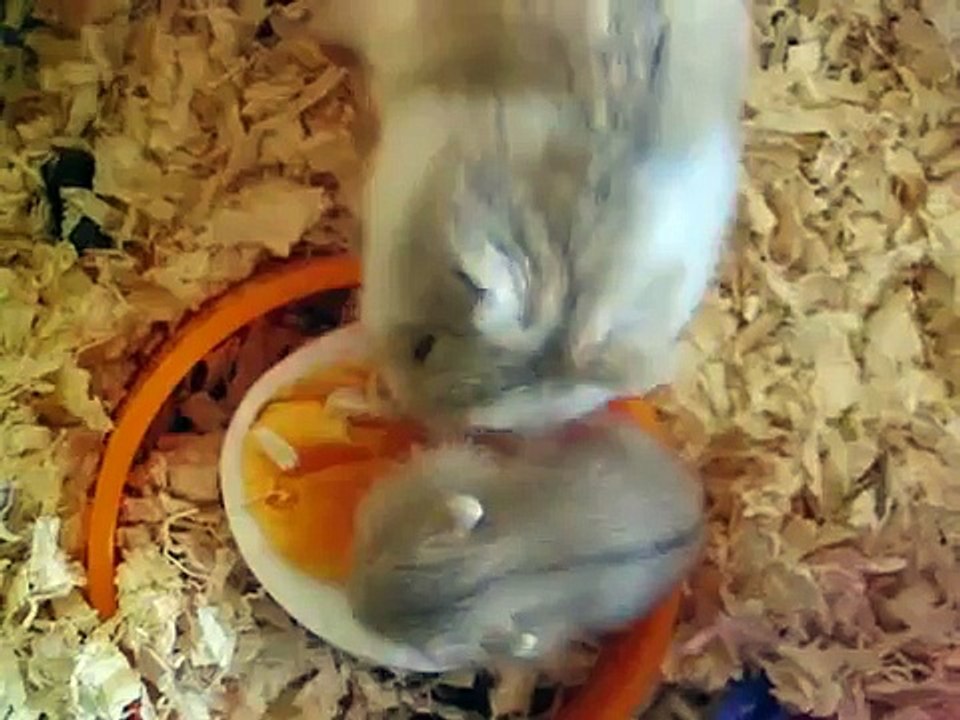 mother and baby dwarf hamster eating egg