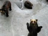 Hokkaido Bears 北海道熊牧場