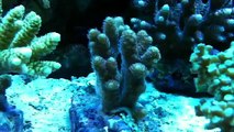 Greg's Reef - Acropora Millapora order from LiveAquaria