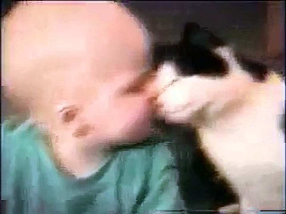 Funny Cats Compilation on Vimeo