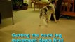 Border collie puppy splash 4 months- amazing tricks - light switches and side stepping