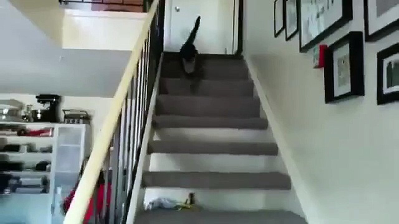 Amazing Funny Videos Of Cat on Vimeo