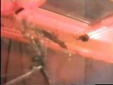 Praying Mantis Vs Spider  Cat Spider Vs Praying Mantis