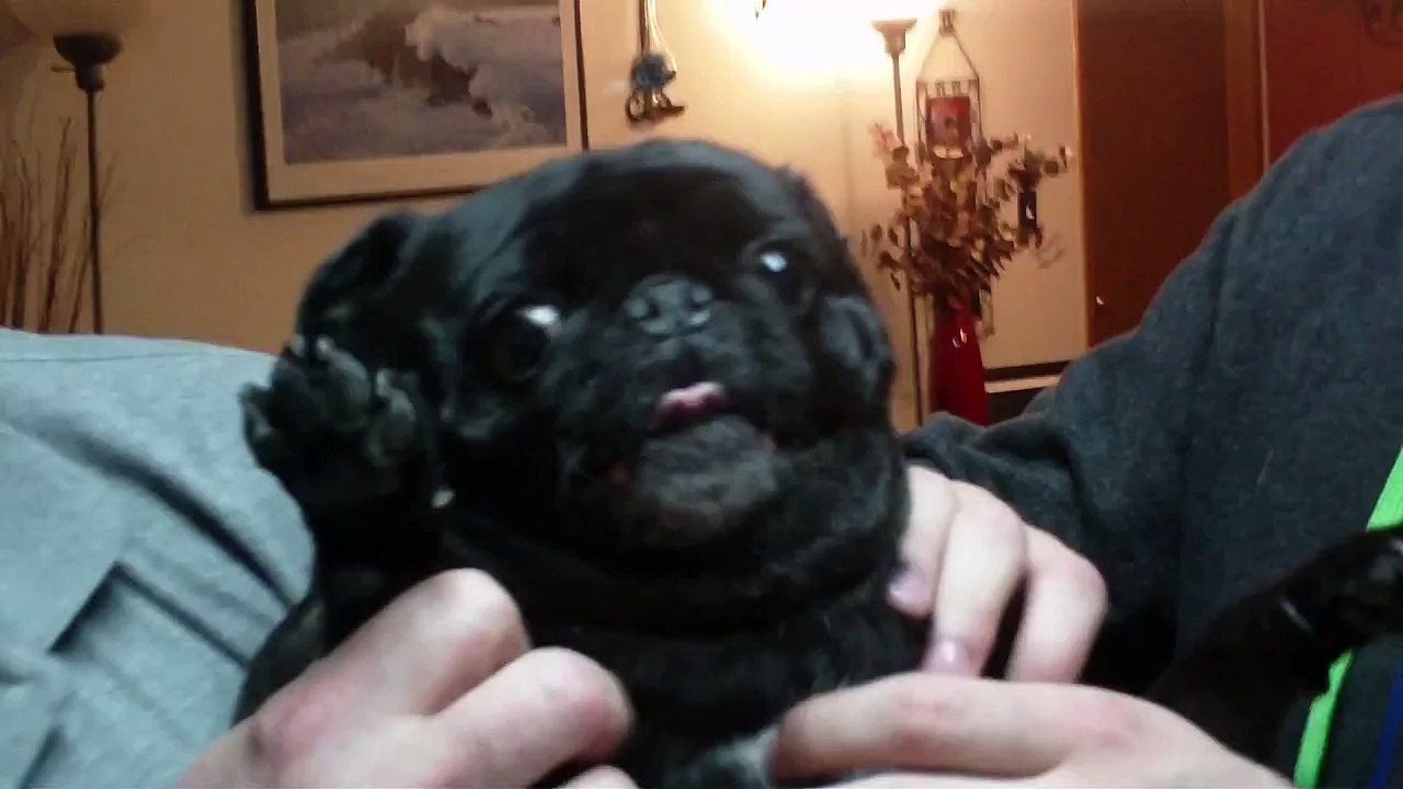 pug get her nails cut whith a scream