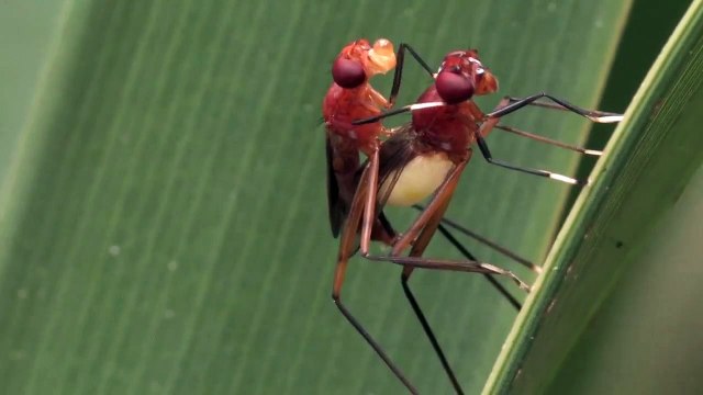 Sex on Stilts: How to Get It On with a Female Stilt-legged Fly