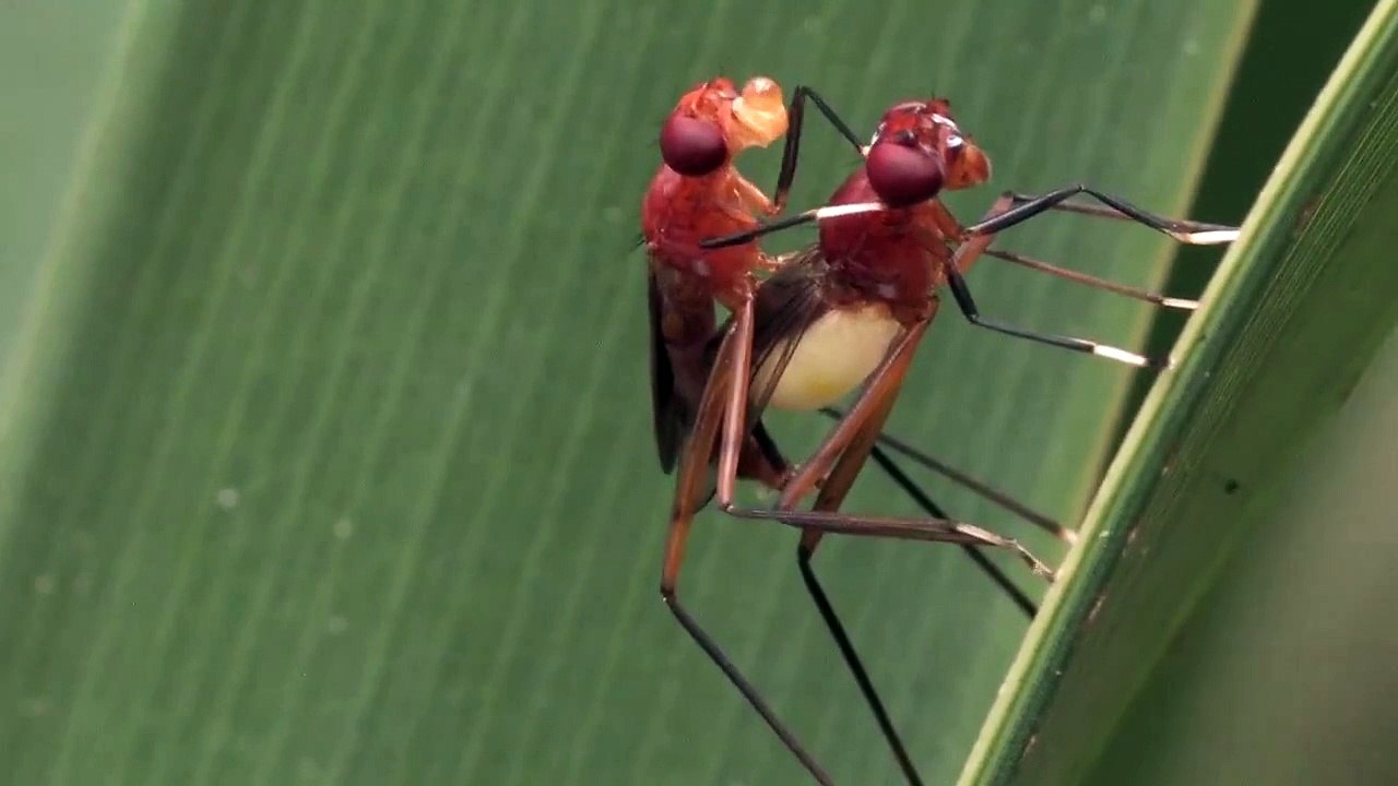 Sex on Stilts: How to Get It On with a Female Stilt-legged Fly