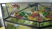 Handmade aquarium (betta splendens)