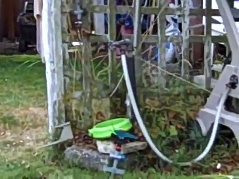 Baby Raccoons Play in Sprinkler
