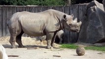 Nashorn Nachwuchs im Krefelder Zoo