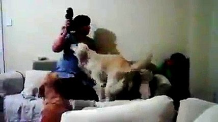 dog protects child from mom