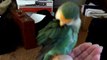 Lovebird preening