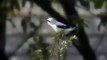 Great Grey Shrike Lanius excubitor