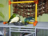 Lineolated Parakeet, cockatiels, lovebird, canary, budgies,