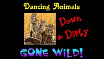 Dancing Animals Gone Wild Down and Dirty