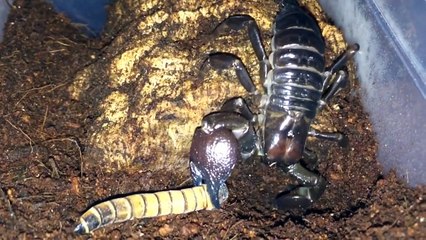 Scorpion Feeding Video 10