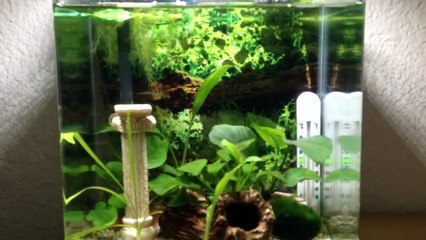 New Africian Dwarf Frog Tank - Moved In