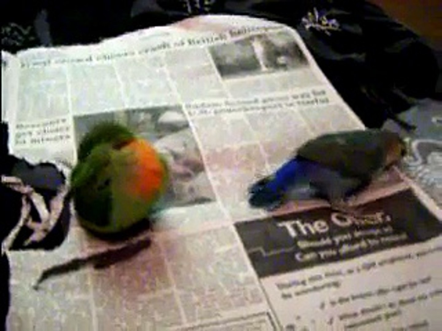 My birds