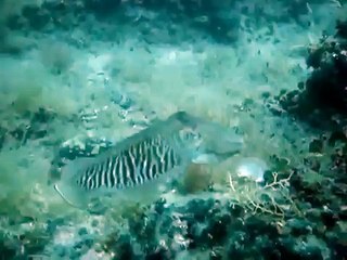 Cuttlefish in the Adriatic Sea