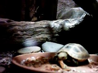 Tortoise eating carrot
