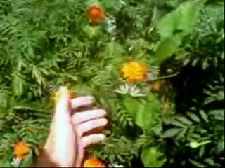 Amazing butterfly caught on phone camera