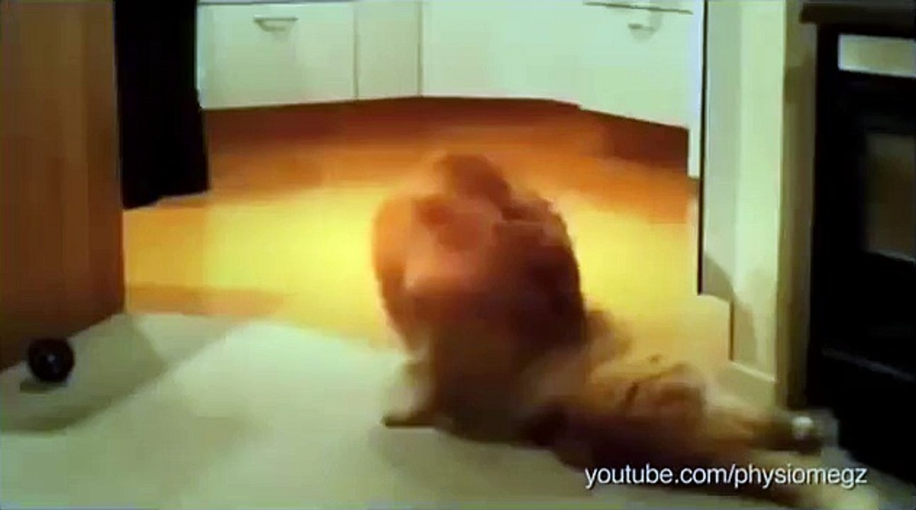 Dogs Sitting On Cats - Funny Videos at Videobash