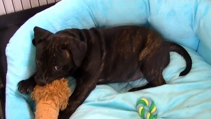 130ème vidéo Chiot n°5 Femelle de la 20ème portée de Staffordland