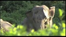 Elephant Family - Protecting Asian elephants and their habitat