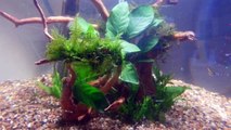 Planted auarium Biorb 60 L fish tank aquascape