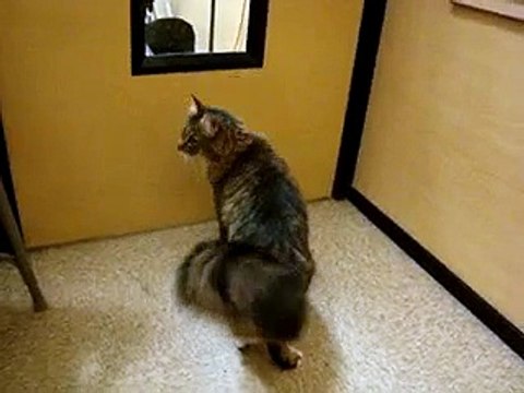 Kit DECLAWED Brown Tabby & White Maine Coon/Norwegan Forest Cat