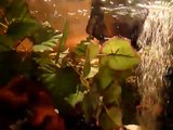 Blue Crayfish eating Siamese Fighting Fish