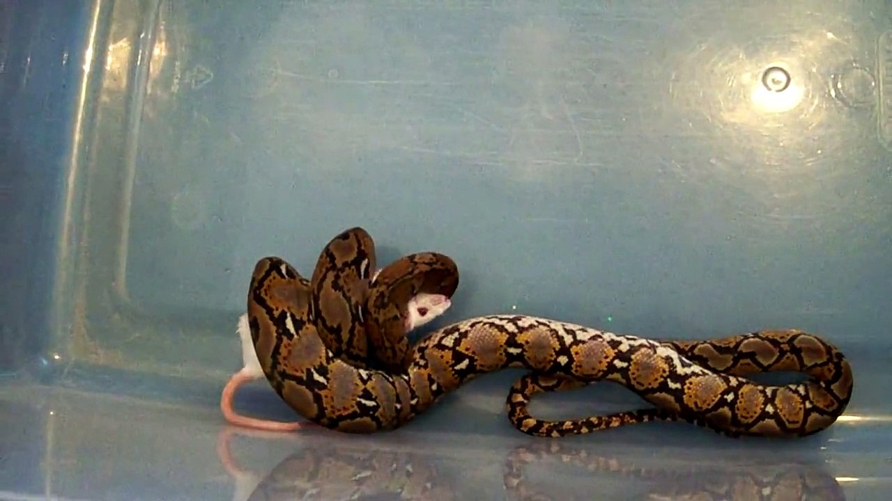 reticulated python eating mouse