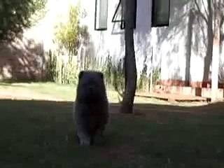 Cinnamon #1 Chow Chow Puppy Female