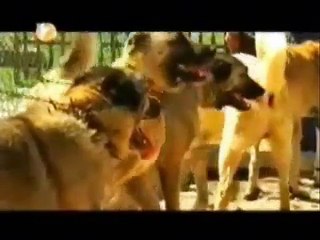 Bozkırın Gücü 5. kısım ( Sivas Kangal Köpeği Belgesel ) Son