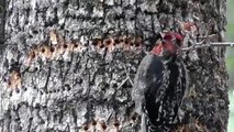 Red-breasted Sapsucker at Oak Tree