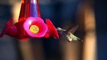 Humming Bird Hovers in Slow-motion with Sony A7 (ILCE-7)