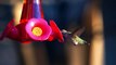 Humming Bird Hovers in Slow-motion with Sony A7 (ILCE-7)