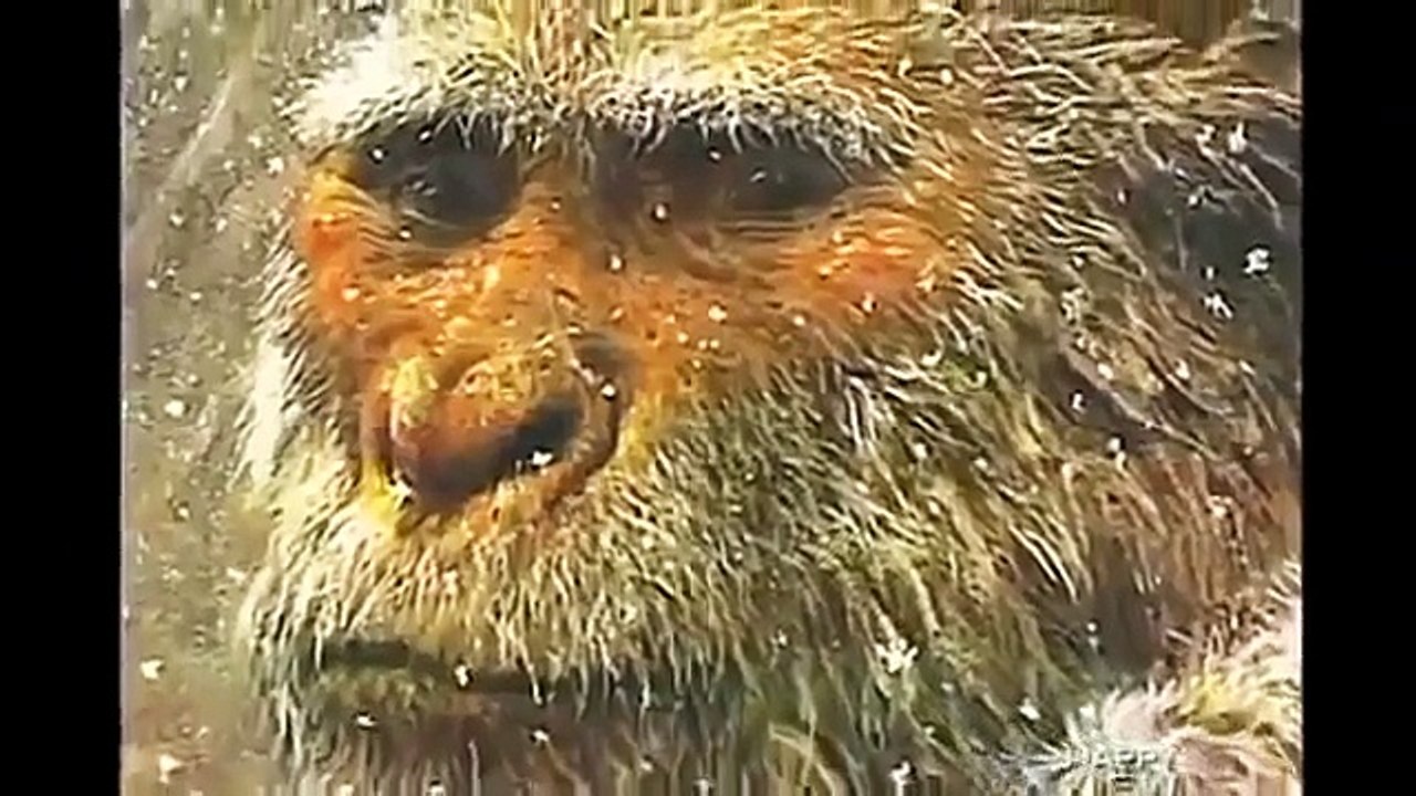 SUPER SOLDIERS - SOVIET UNION EXPERIMENT (FULL DOCUMENTARY) Joseph Stalin's Humanzee Experiment