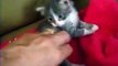 Baby kitten being tickled~cute!