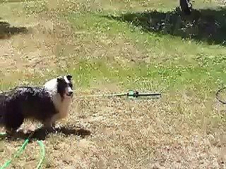 Blur gets the sprinkler