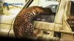 Leopard attacks forest guard. Awful attack of a leopard on the person! / Animal Attacks on