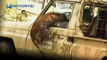 Leopard attacks forest guard. Awful attack of a leopard on the person! / Animal Attacks on