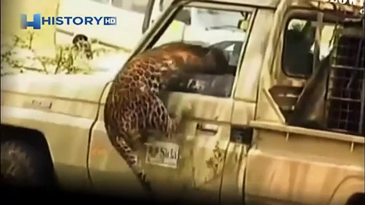 Leopard attacks forest guard. Awful attack of a leopard on the person ...