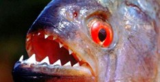 Canavar Balıklar: 1. Bölüm - Öfkeli Amazon