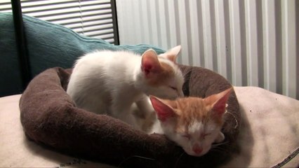 Kitten Massaging Other Kitten
