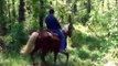 Coppertone - Gun-Broke Bombproof Tennessee Walking Horse SAFE Trail Horse For Sale.wmv