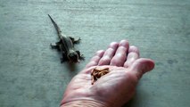 Hand feeding our resident Western Fence lizards